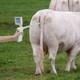 New Visual Artificial Insemination Gun Cow Kit Camera With 360 Adjustable Screen